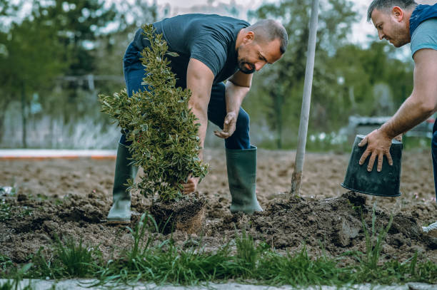 Best Tree Cutting Near Me  in USA